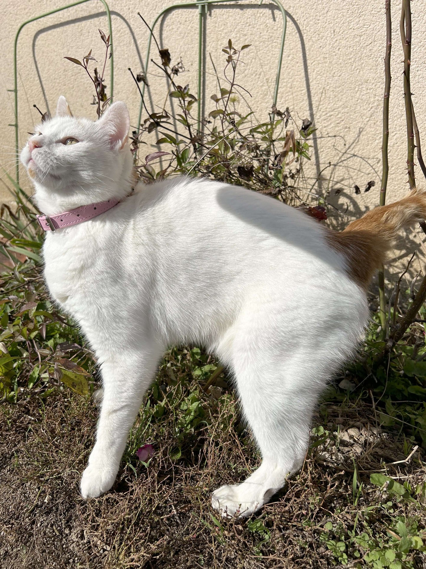 Collier rose personnalisé pour chat