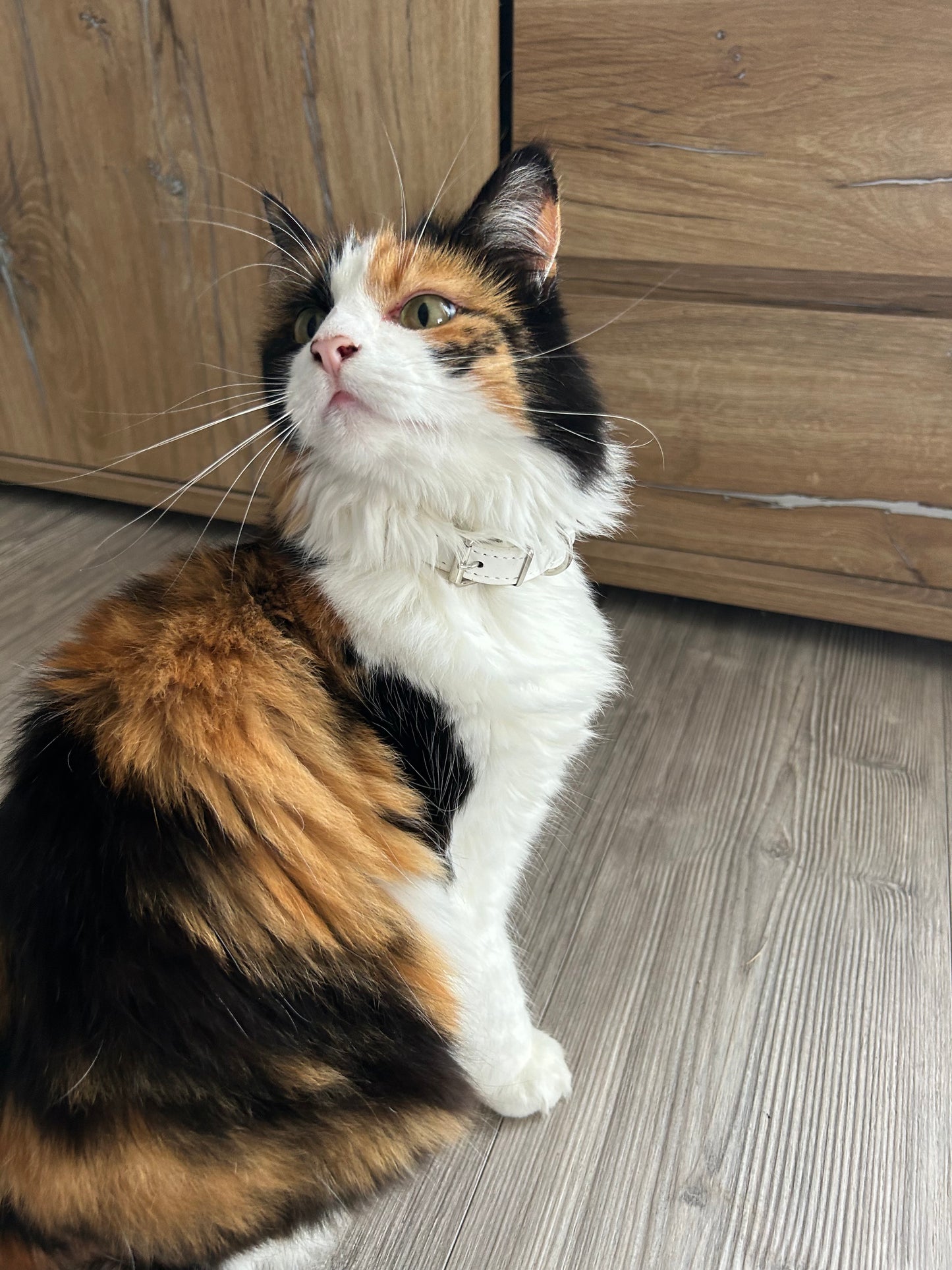 Collier blanc personnalisé pour chat