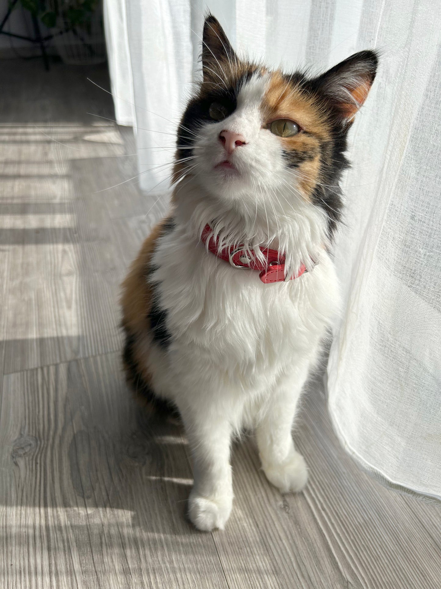 Collier rouge personnalisé pour chat