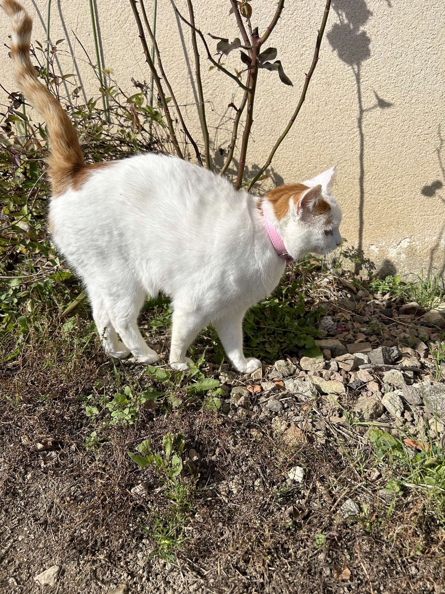 Collier rose personnalisé pour chat